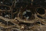 Polished Fossil Stromatolite Colony on Petrified Reed - Utah #365968-1